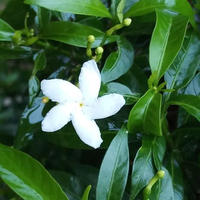 Tabernaemontana Flower seeds for Planting Sun Loving Heirloom & GMO Free Seeds for Home Garden