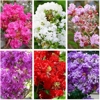 100 Pcs