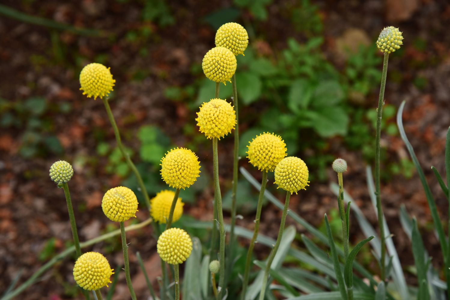 Craspedia Flower seeds for Planting Pollinator Friendly Heirloom & GMO Free Seeds for Home Garden 
 
 Sale
