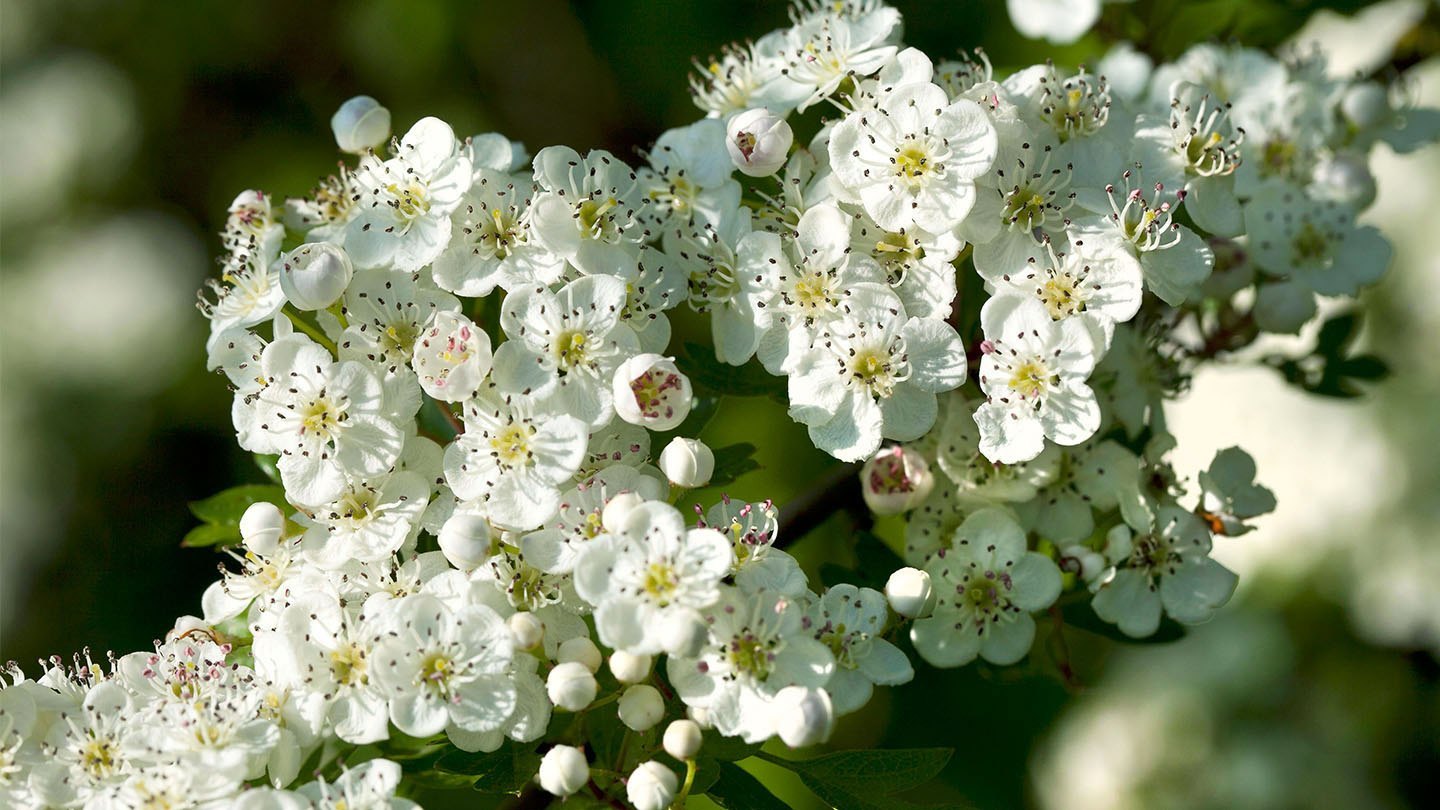 Monogyna Flower seeds for Planting - Cottage Garden Essential, Heirloom & GMO Free Seeds for Home Garden