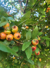 Crataegus Opaca red fruit seeds for gardening