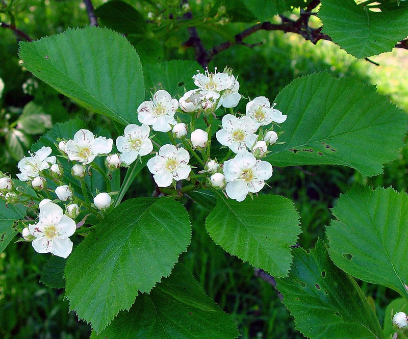 White Crataegus Flower Seeds for planting