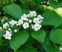 White Crataegus Flower Seeds for planting