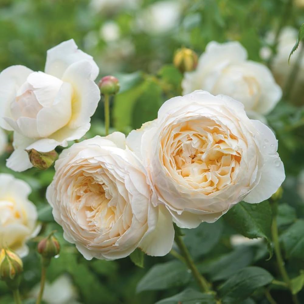 Cream Rose Flower Seeds for Planting