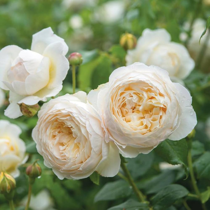 Cream Rose Flower Seeds for Planting