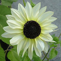 Cream Sunflower Blooms – Non-GMO Flower Seeds for Garden
