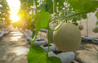 Cream yellow cantaloupe seeds for planting sweet melons