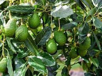 Creamy avocado seeds for planting and home gardening