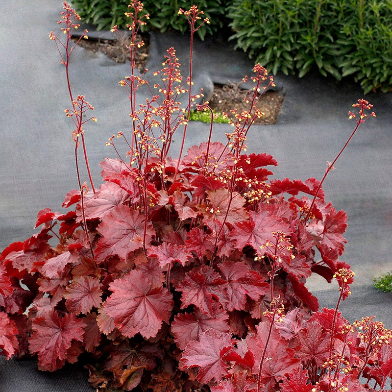 Red Coral Heuchera Flower Seeds for Planting Perfect for Borders Heirloom & GMO Free Seeds for Home Garden
 
 Sale
