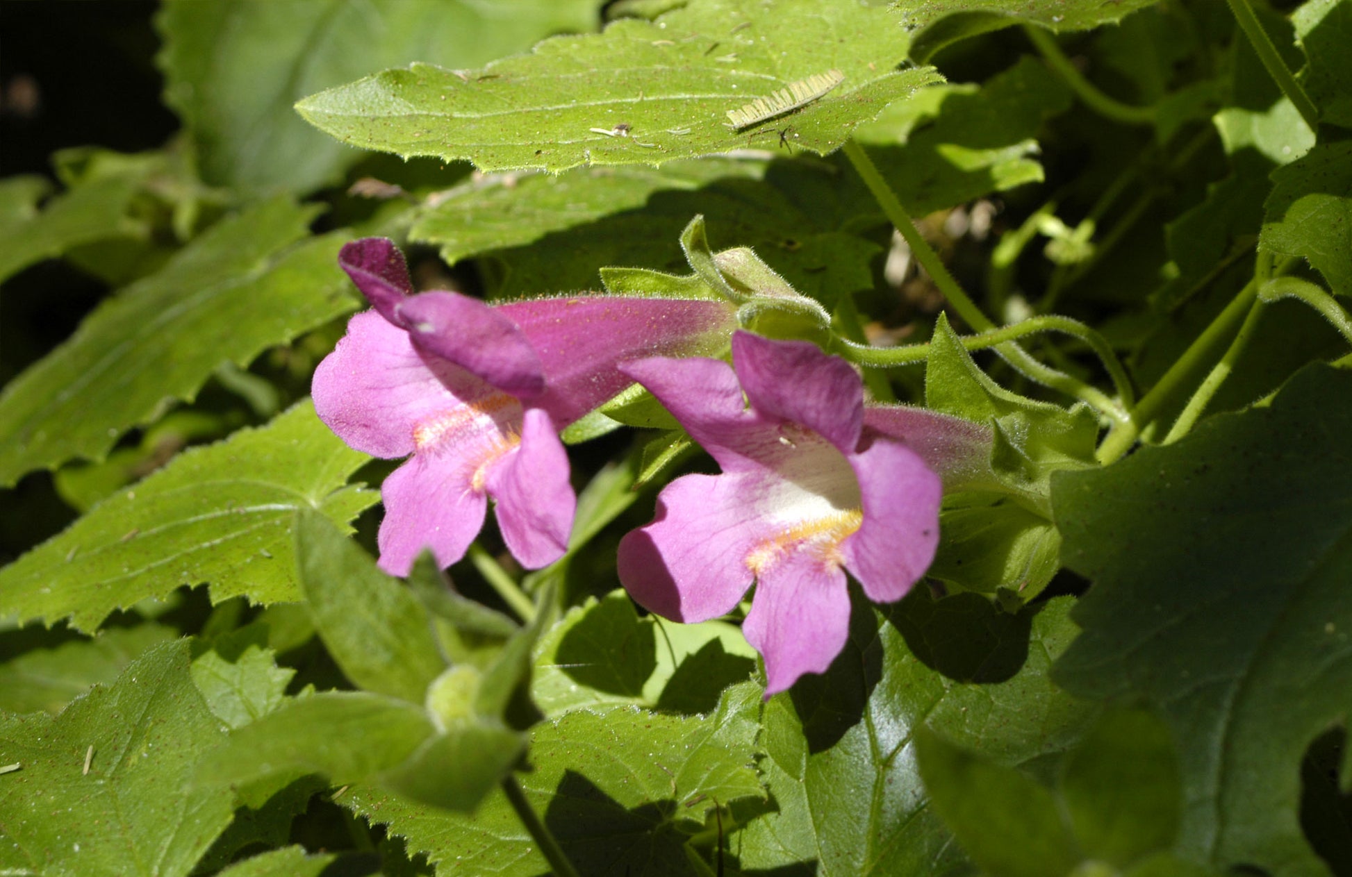 Lavender Creeping Gloxinia Flower seeds for Planting - Vibrant Colors, Heirloom & GMO Free Seeds for Home Garden