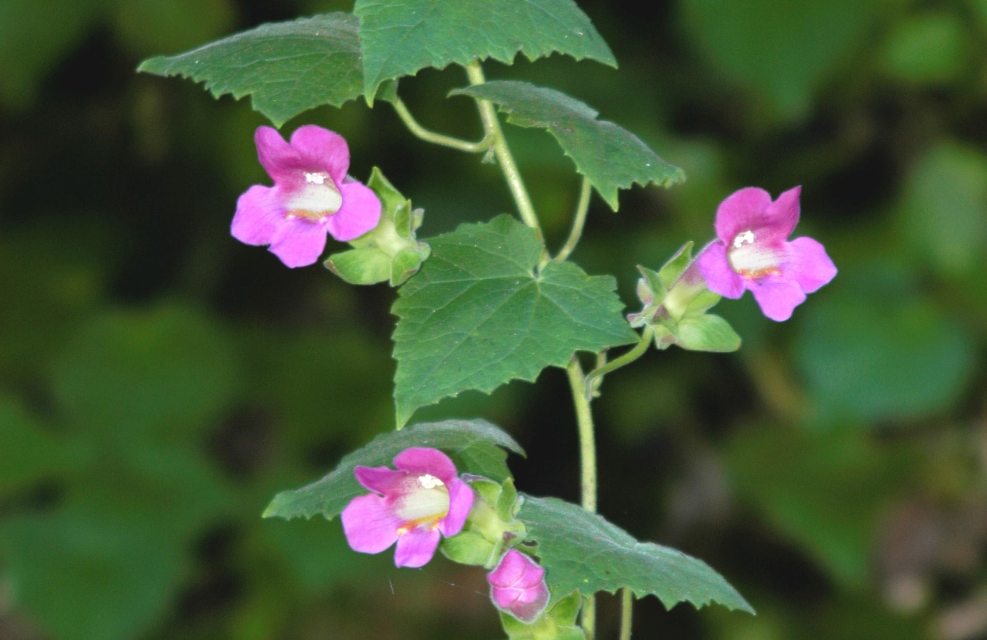 Lavender Creeping Gloxinia Flower seeds for Planting - Vibrant Colors, Heirloom & GMO Free Seeds for Home Garden
