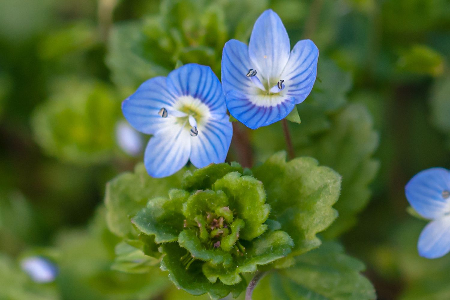 Blue Veronica Repens Flower seeds for Planting - Compact Growth, Heirloom & GMO Free Seeds for Home Garden