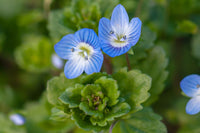 Blue Veronica Repens Flower seeds for Planting - Compact Growth, Heirloom & GMO Free Seeds for Home Garden