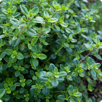 Creeping Thyme seeds Thymus serpyllum perennial ground cover