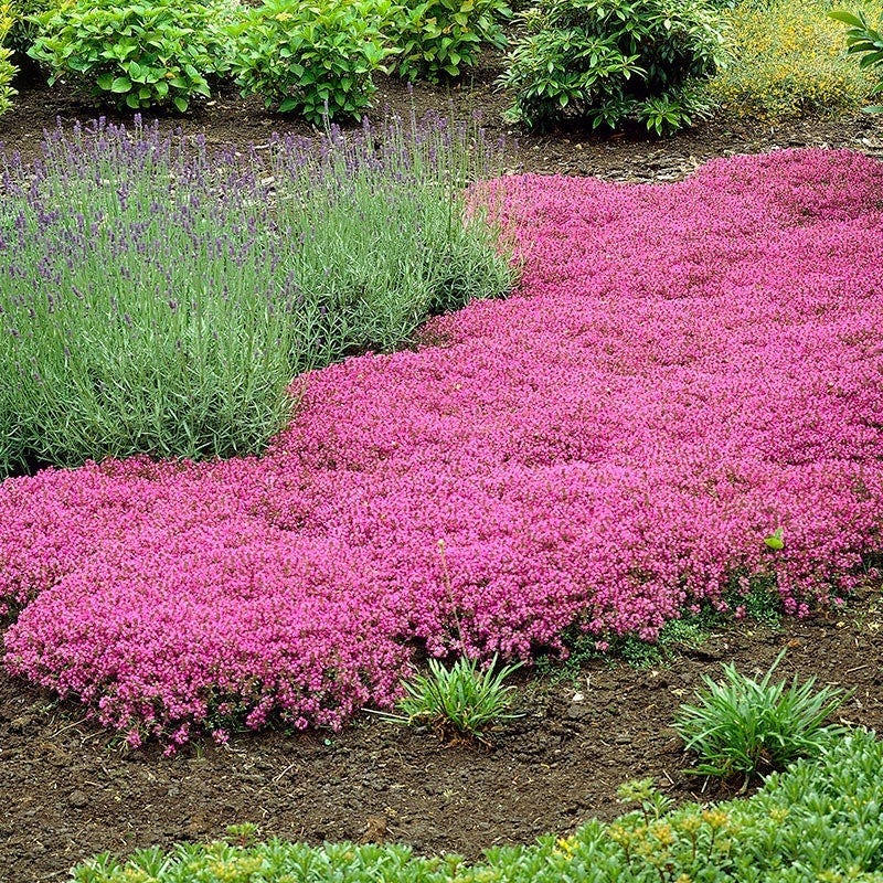 Creeping Thyme Thymus serpyllum Seeds for Planting in Herb Garden & Ground Cover