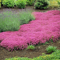 Creeping Thyme Thymus serpyllum Seeds for Planting in Herb Garden & Ground Cover