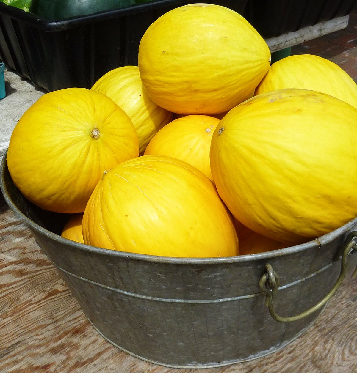 Yellow Crenshaw Melon Seeds Planting Guide