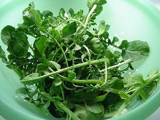 Wrinkled Crinkled Cress growing in outdoor garden bed