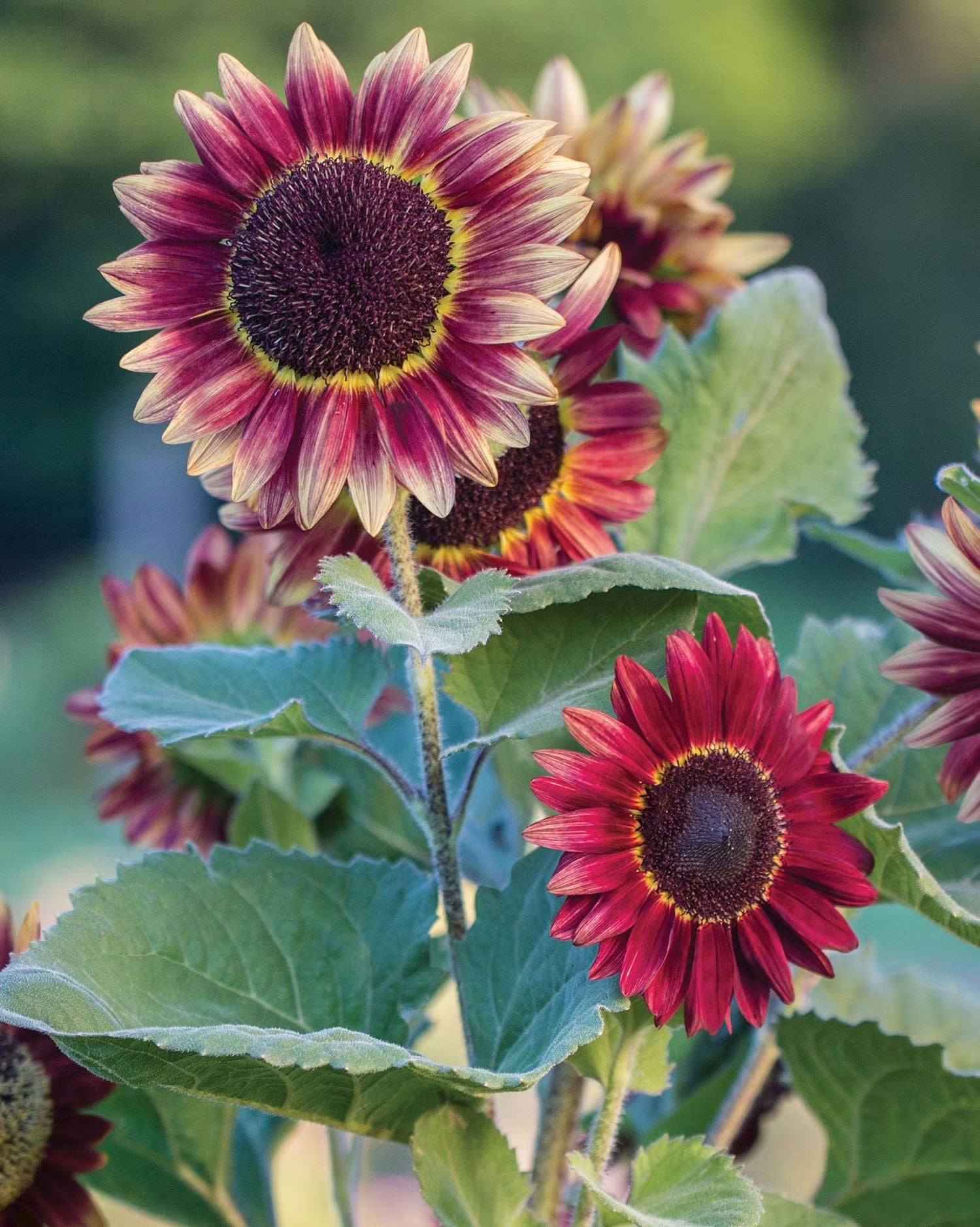 Red Mini Sunflower Seeds for Garden Planting