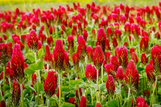 Crimson Clover Flower seeds for Planting Cut Flower Favorite Heirloom & GMO Free Seeds for Home Garden