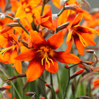 Orange Crocosmia Flower seeds for Planting Cut Flower Favorite Heirloom & GMO Free Seeds for Home Garden 
 
 Sale