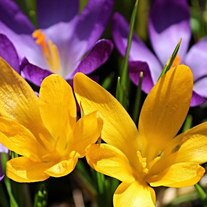 Violet Yellow Crocus Flower seeds for Planting - Shade Tolerant, Heirloom & GMO Free Seeds for Home Garden