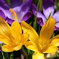 Violet Yellow Crocus Flower seeds for Planting - Shade Tolerant, Heirloom & GMO Free Seeds for Home Garden