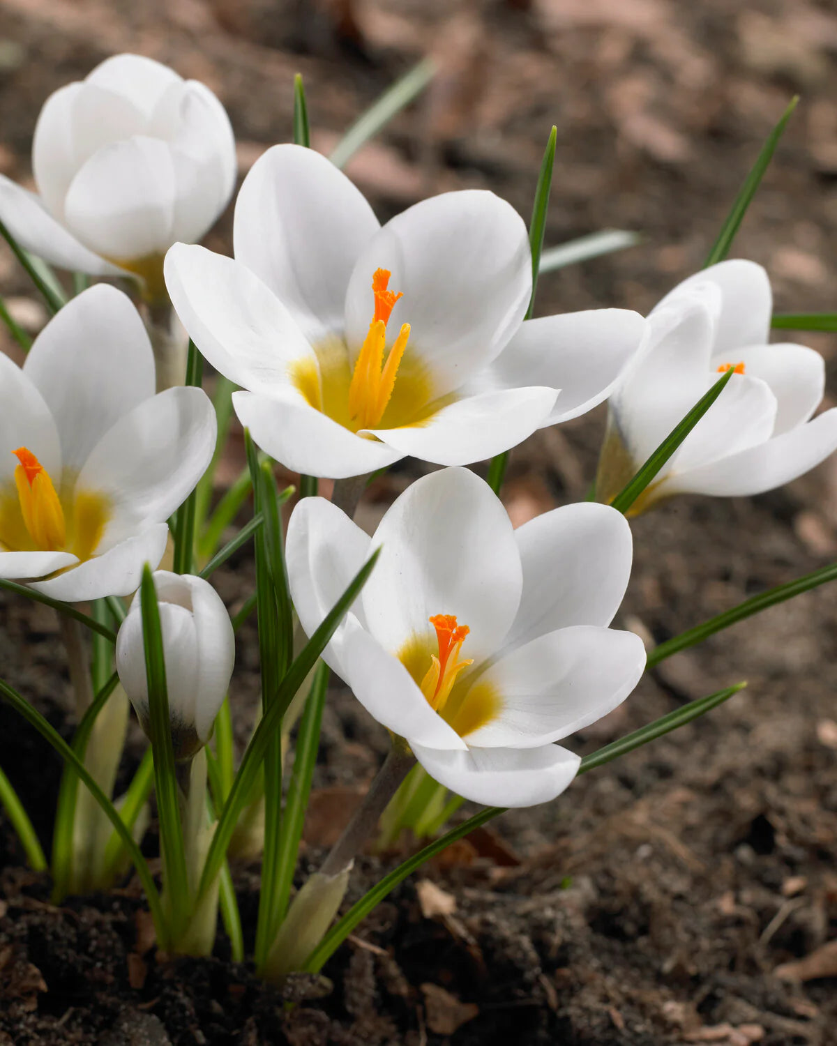 White Crocus Flower seeds for Planting - Premium Quality, Heirloom & GMO Free Seeds for Home Garden
 
 Sale