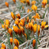 Orange Crocus Flower seeds for Planting Vibrant Colors Heirloom & GMO Free Seeds for Home Garden