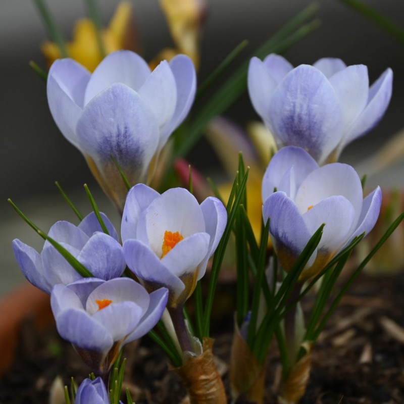 Blue White Crocus Flower seeds for Planting Colorful Display Heirloom & GMO Free Seeds for Home Garden
