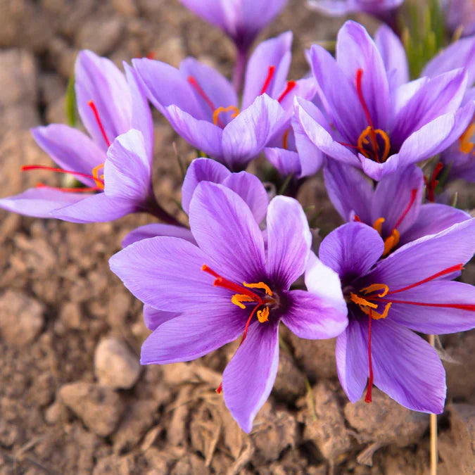 Crocus Saffron Plant Seeds – Easy Growing Flowering Plant