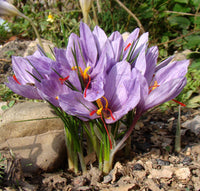 Crocus Sativus Flower Seeds for Garden Planting