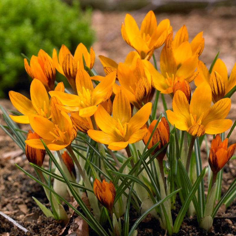 Orange Brown Crocus Flower seeds for Planting Hardy Variety Heirloom & GMO Free Seeds for Home Garden