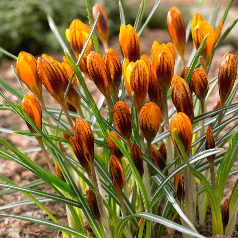 Orange Crocus Flower seeds for Planting Vibrant Colors Heirloom & GMO Free Seeds for Home Garden
