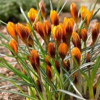 Orange Crocus Flower seeds for Planting Vibrant Colors Heirloom & GMO Free Seeds for Home Garden