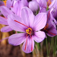 Pink Crocus Flower seeds for Planting - Bright Blooms, Heirloom & GMO Free Seeds for Home Garden