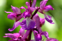 Mascula Flower seeds for Planting - Garden Favorite, Heirloom & GMO Free Seeds for Home Garden