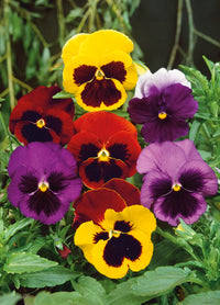 Swiss Mixed Pansy Flower Seeds Collection for Planting