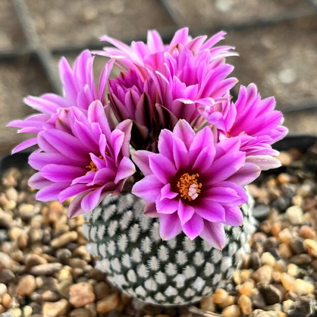 Violet Echinocereus Rigidissimus Flower seeds for Planting Colorful Display Heirloom & GMO Free Seeds for Home Garden 
 
 Sale
