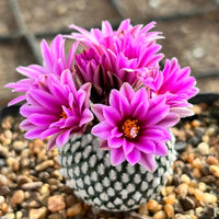 Violet Echinocereus Rigidissimus Flower seeds for Planting Colorful Display Heirloom & GMO Free Seeds for Home Garden 
 
 Sale