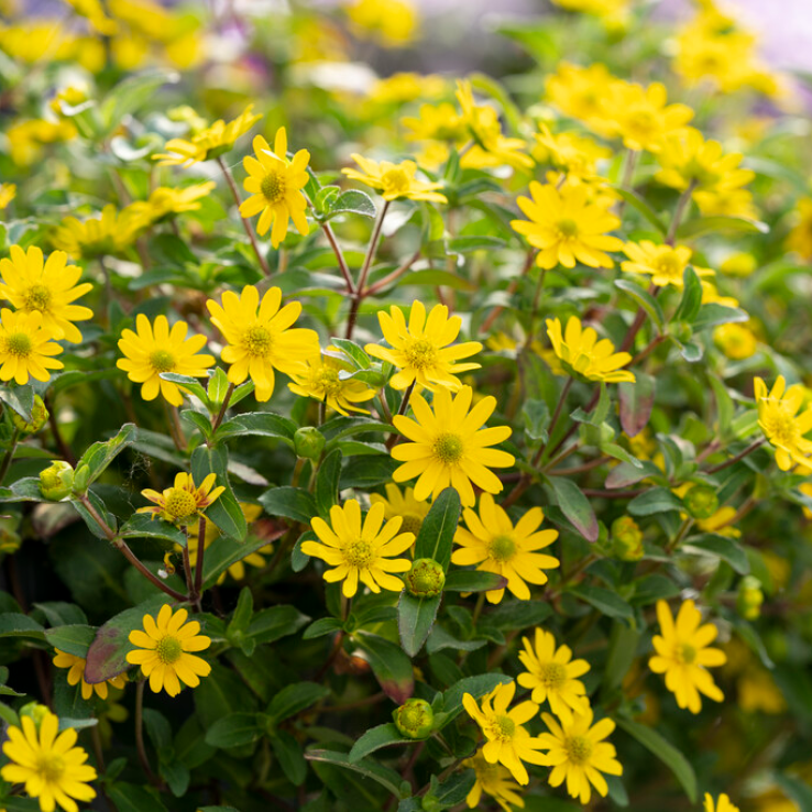 Yellow Sanvitalia Flower seeds for Planting - Shade Tolerant, Heirloom & GMO Free Seeds for Home Garden