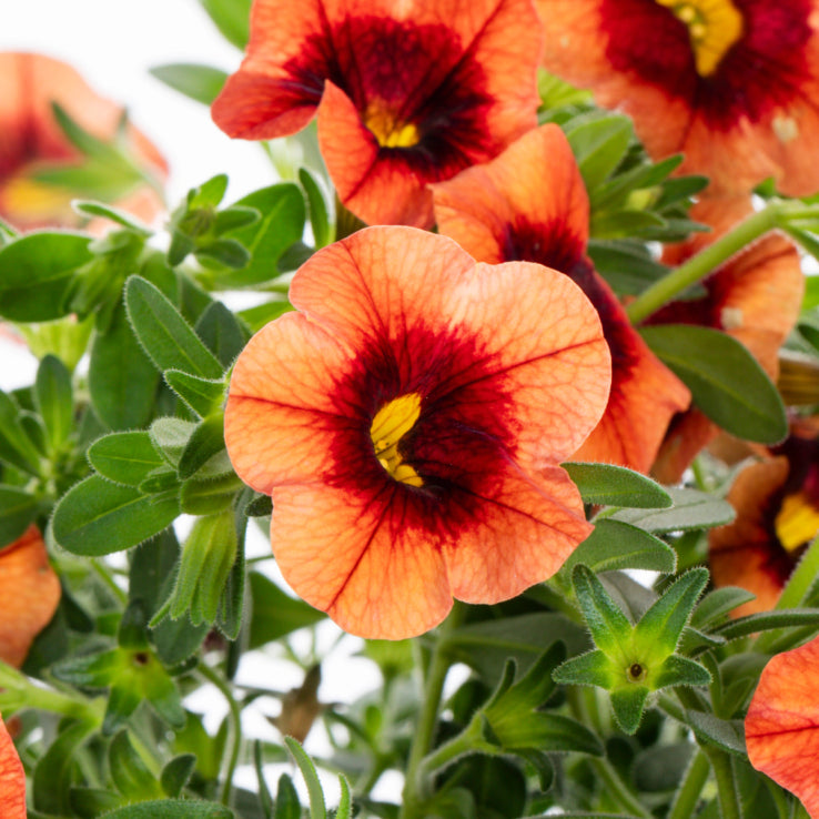 Calibrachoa Petunia Flower Calibrachoa spp. Seeds for Planting in Flower Bed & Garden