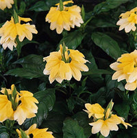 Yellow Crossandra Flower Seeds for Lush Blooms - Perfect Addition to Your Garden Collection