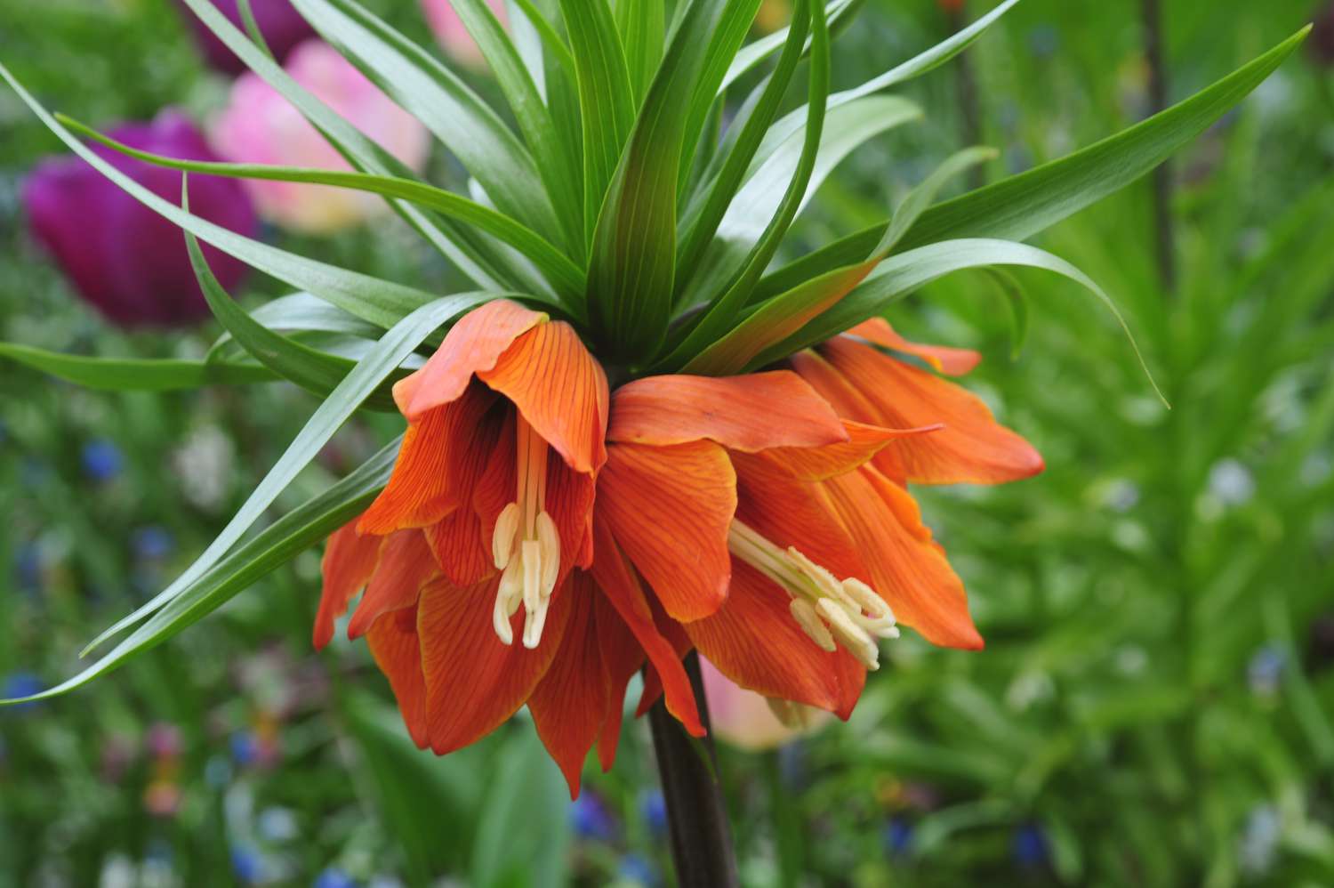 Red Crown Imperial Fritillaria Flower Seeds, Heirloom Non-GMO Blooms for Elegant Spring Garden Planting