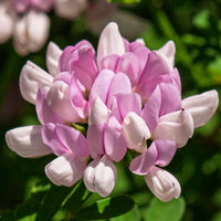 Pink Crownvetch Flower seeds for Planting - Cottage Garden Essential, Heirloom & GMO Free Seeds for Home Garden