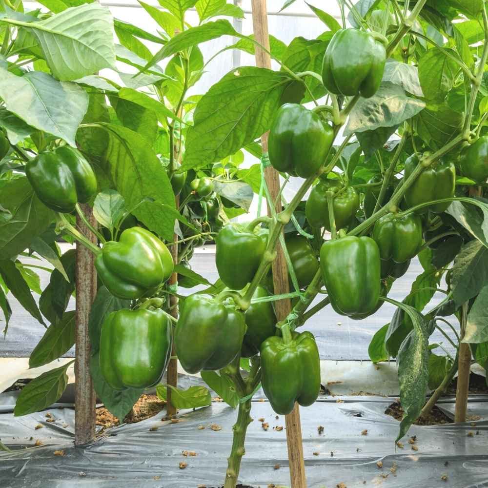Crunchy sweet bell peppers grown from seeds
