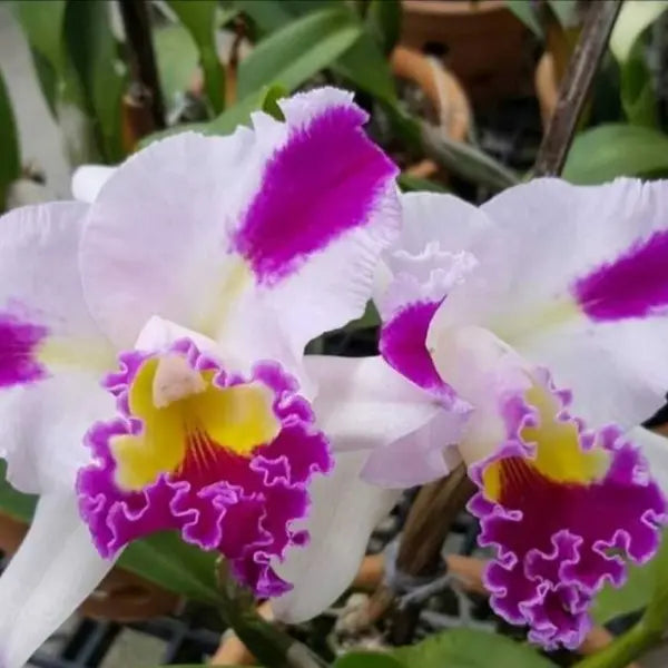 Cattleya Flower seeds for Planting - Low Maintenance, Heirloom & GMO Free Seeds for Home Garden