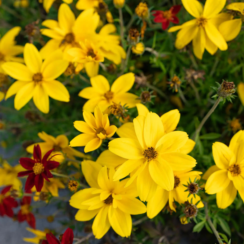 Yellow Bidens Sunshine Flower seeds for Planting - Vibrant Colors, Heirloom & GMO Free Seeds for Home Garden
