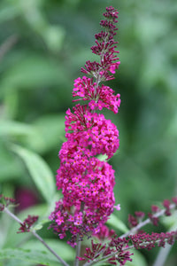 Pink Miss Ruby Flower seeds for Planting - Seasonal Bloomer, Heirloom & GMO Free Seeds for Home Garden