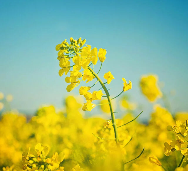 Rapeseed Flower seeds for Planting - Sun Loving, Heirloom & GMO Free Seeds for Home Garden